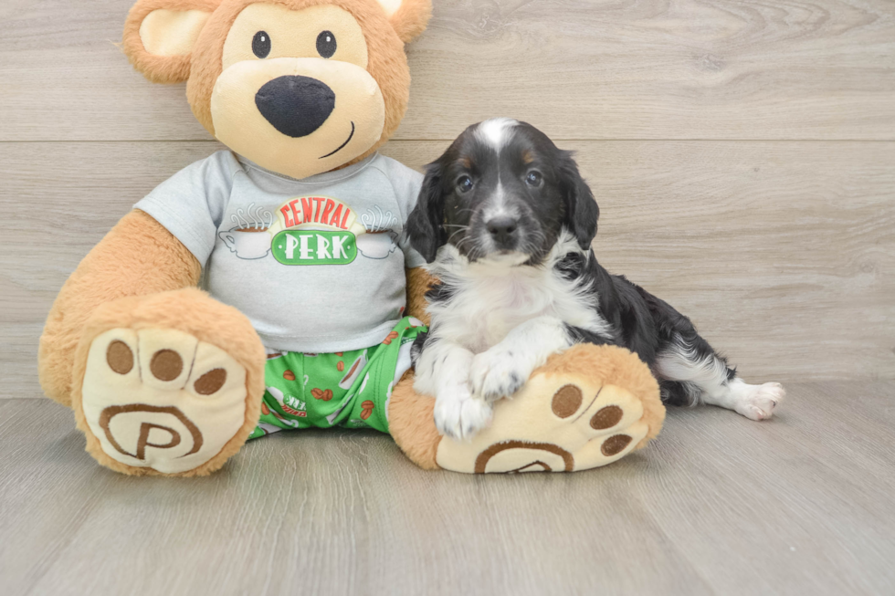 Mini Aussiedoodle Puppy for Adoption