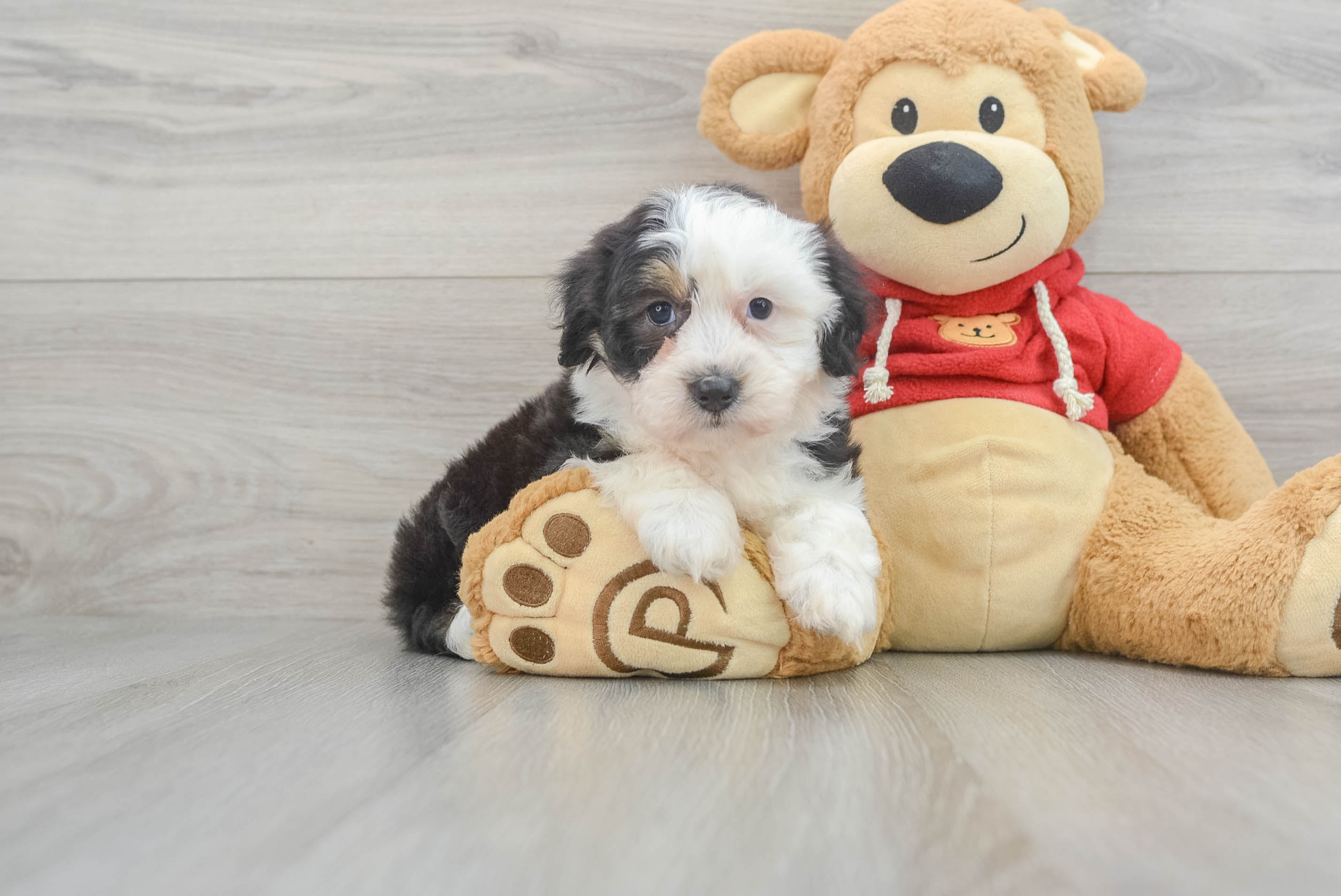 Best Mini Aussiedoodle Baby