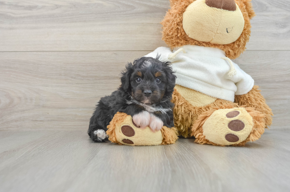 6 week old Mini Aussiedoodle Puppy For Sale - Lone Star Pups