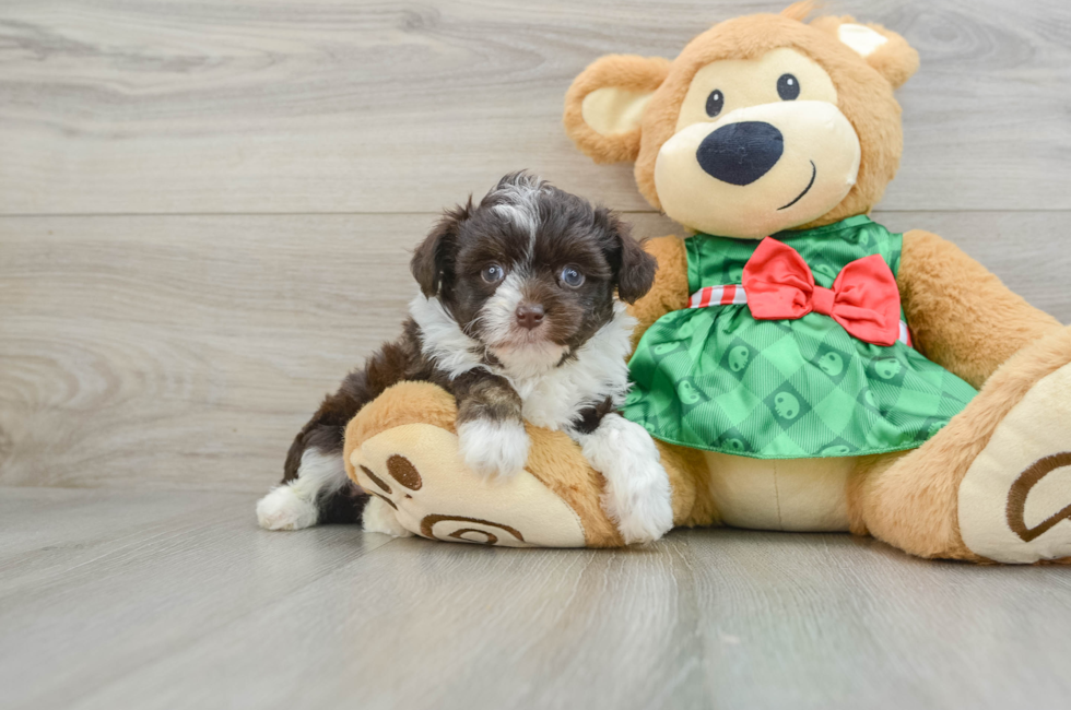 5 week old Mini Aussiedoodle Puppy For Sale - Lone Star Pups