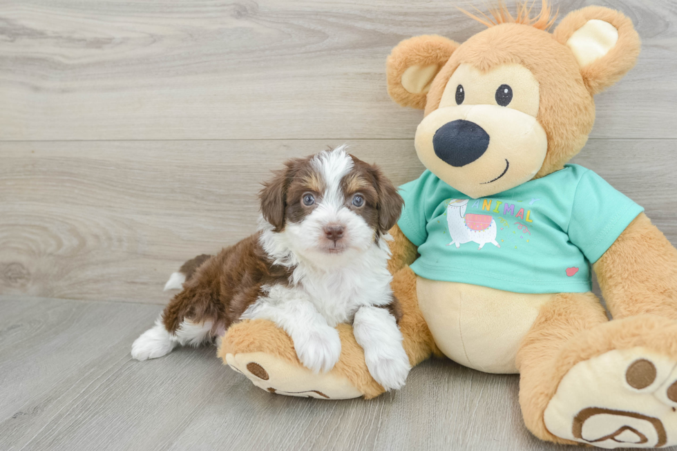 Mini Aussiedoodle Puppy for Adoption