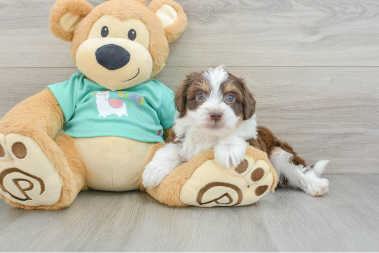 Mini Aussiedoodle Puppy for Adoption