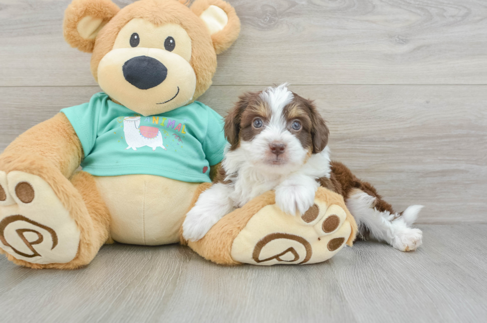 5 week old Mini Aussiedoodle Puppy For Sale - Lone Star Pups