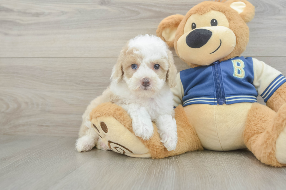 6 week old Mini Aussiedoodle Puppy For Sale - Lone Star Pups