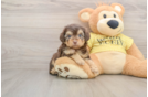 Petite Mini Aussiedoodle Poodle Mix Pup