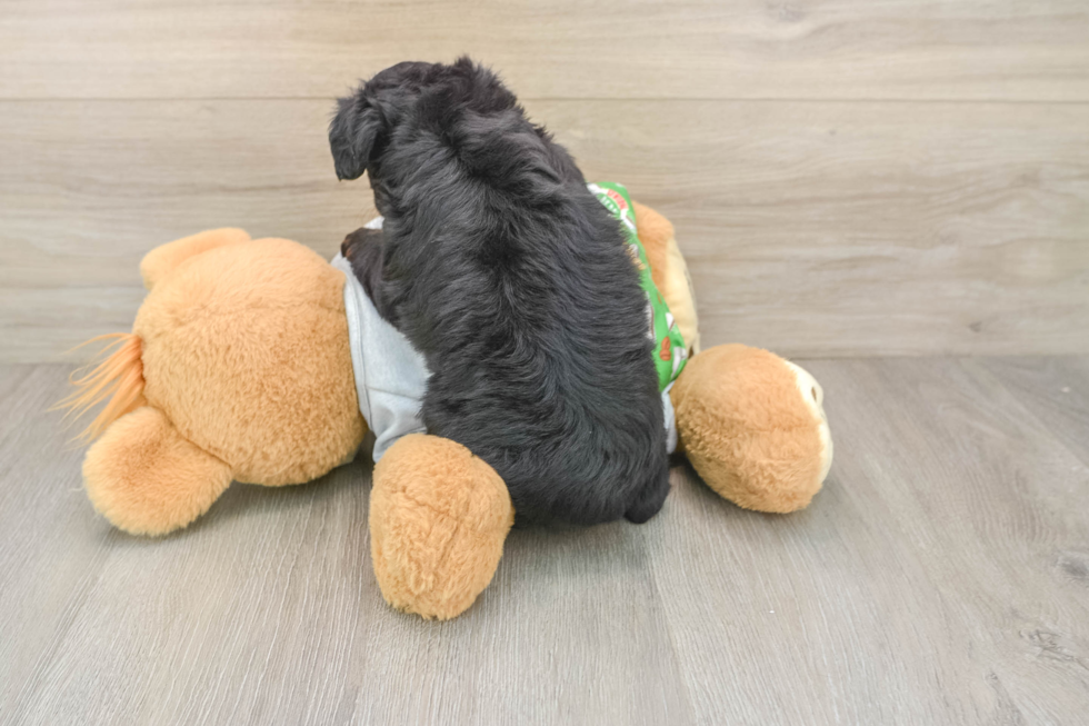 Mini Aussiedoodle Puppy for Adoption