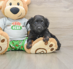 7 week old Mini Aussiedoodle Puppy For Sale - Lone Star Pups