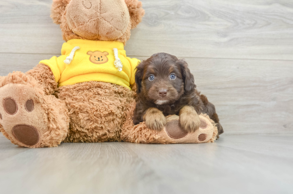 7 week old Mini Aussiedoodle Puppy For Sale - Lone Star Pups