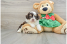 Mini Aussiedoodle Puppy for Adoption