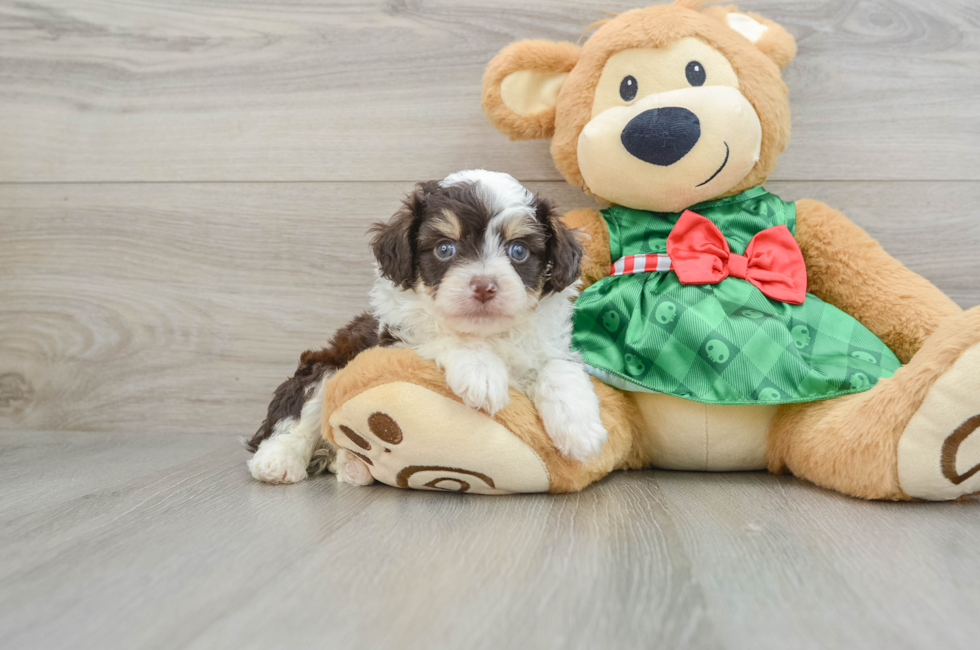 5 week old Mini Aussiedoodle Puppy For Sale - Lone Star Pups