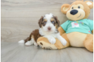 Mini Aussiedoodle Pup Being Cute