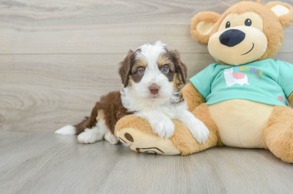 5 week old Mini Aussiedoodle Puppy For Sale - Lone Star Pups