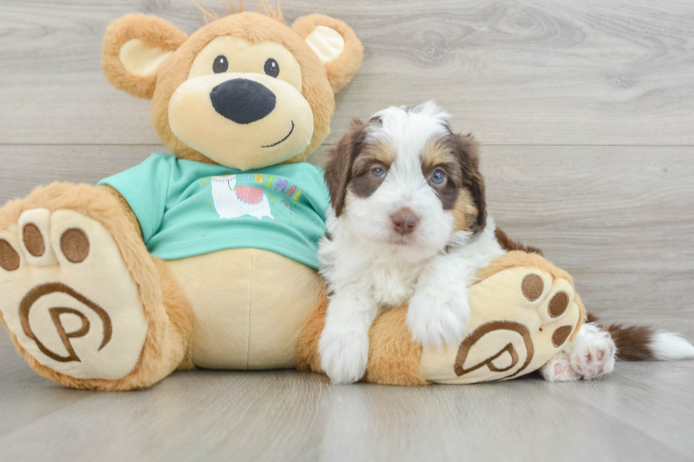 Mini Aussiedoodle Pup Being Cute