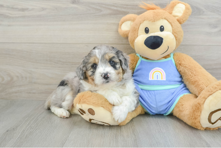 Friendly Mini Aussiedoodle Baby