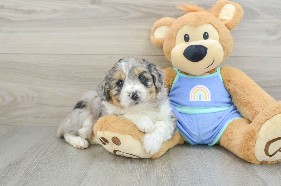 5 week old Mini Aussiedoodle Puppy For Sale - Lone Star Pups