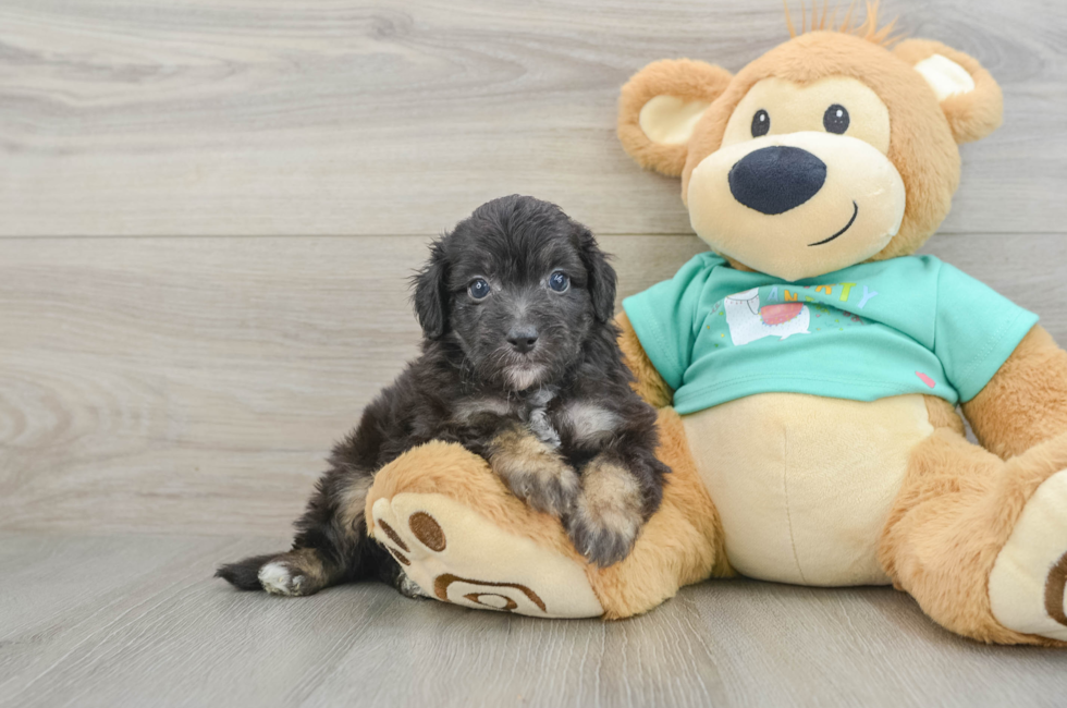 5 week old Mini Aussiedoodle Puppy For Sale - Lone Star Pups