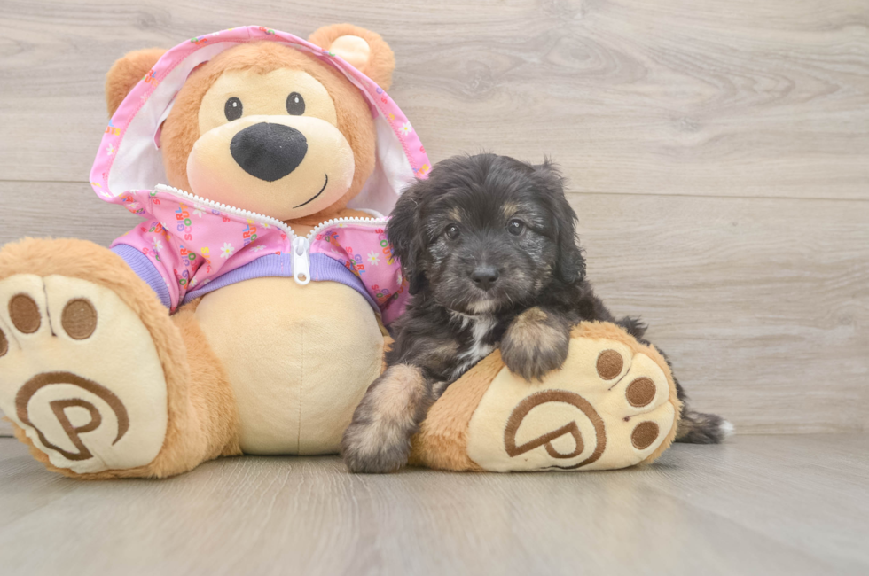 5 week old Mini Aussiedoodle Puppy For Sale - Lone Star Pups