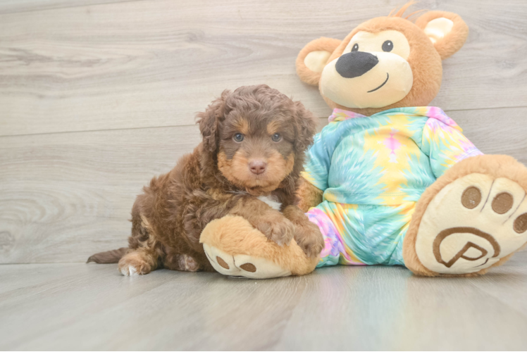 Meet Enzo - our Mini Aussiedoodle Puppy Photo  1/3 - Lone Star Pups Mini Aussiedoodle Pup Being Cute