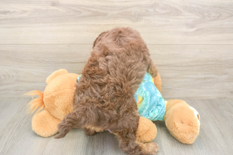 Meet Enzo - our Mini Aussiedoodle Puppy Photo  3/3 - Lone Star Pups Popular Mini Aussiedoodle Poodle Mix Pup