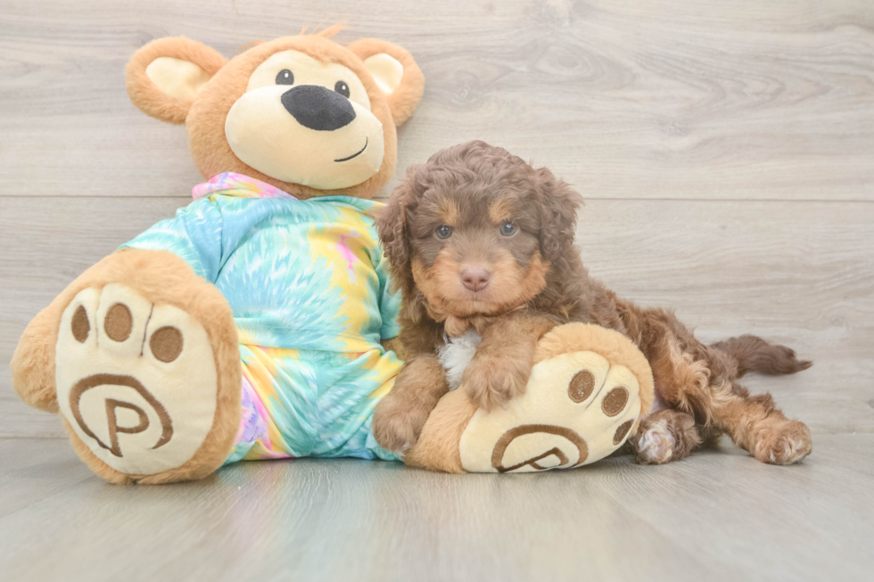 Meet Enzo - our Mini Aussiedoodle Puppy Photo  2/3 - Lone Star Pups Hypoallergenic Aussiepoo Poodle Mix Puppy
