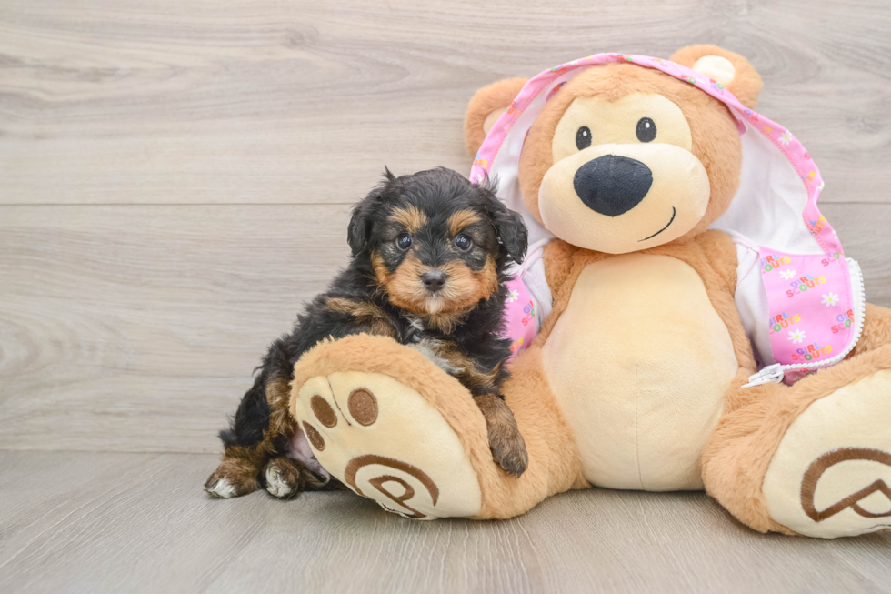 Playful Mini Aussiepoodle Poodle Mix Puppy
