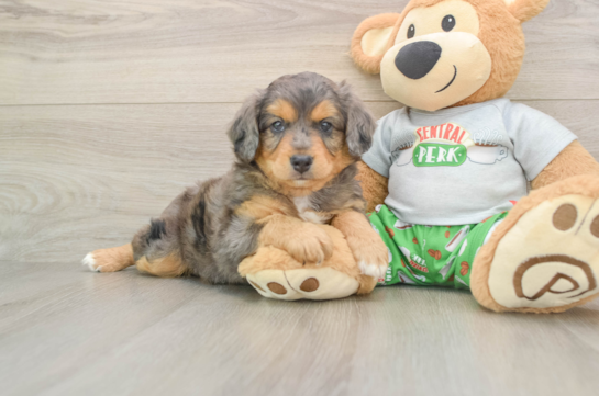 Popular Mini Aussiedoodle Poodle Mix Pup