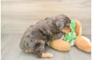 Little Aussiepoo Poodle Mix Puppy