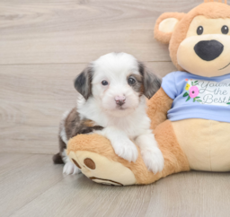 8 week old Mini Aussiedoodle Puppy For Sale - Lone Star Pups