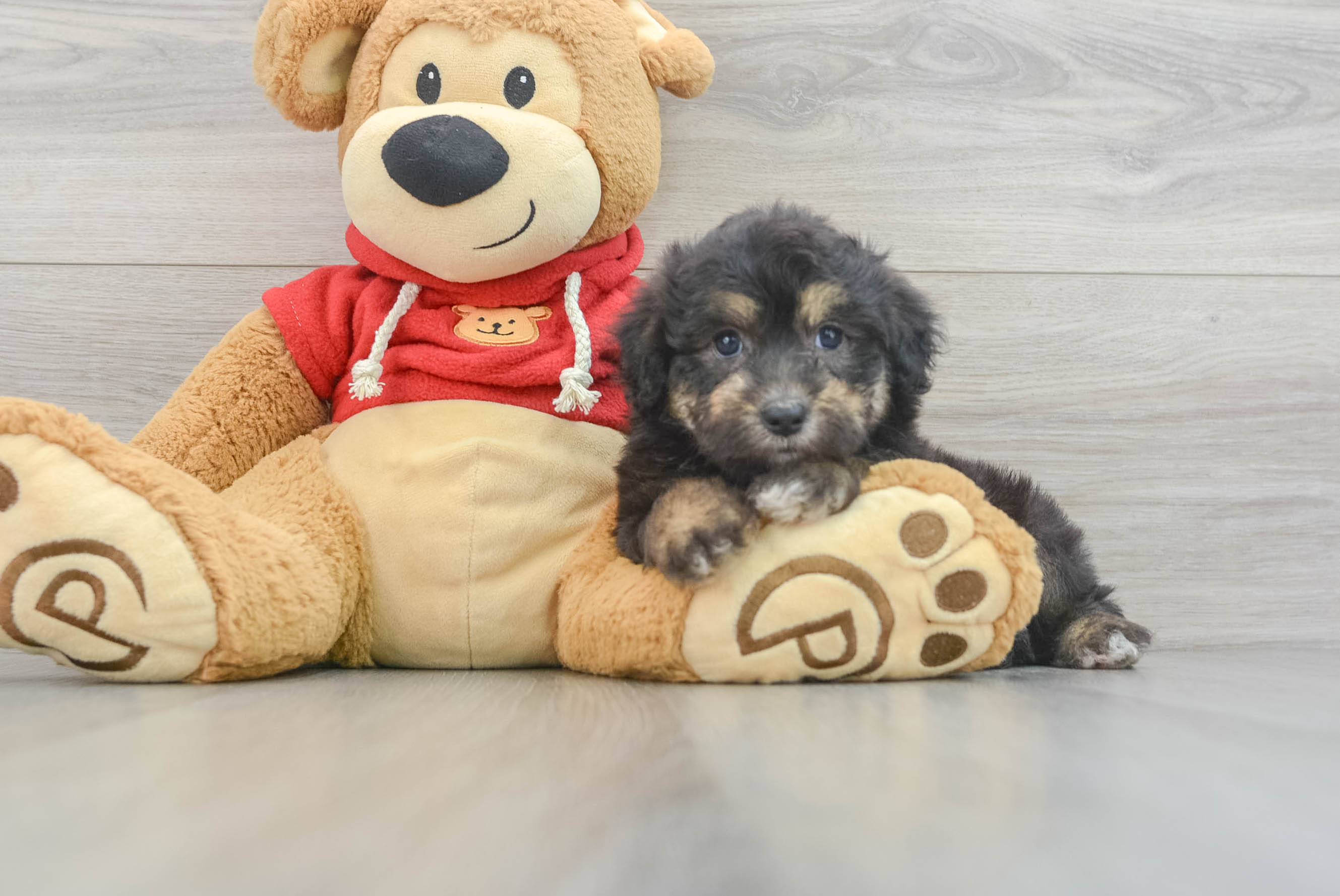 Playful Aussiepoo Poodle Mix Puppy