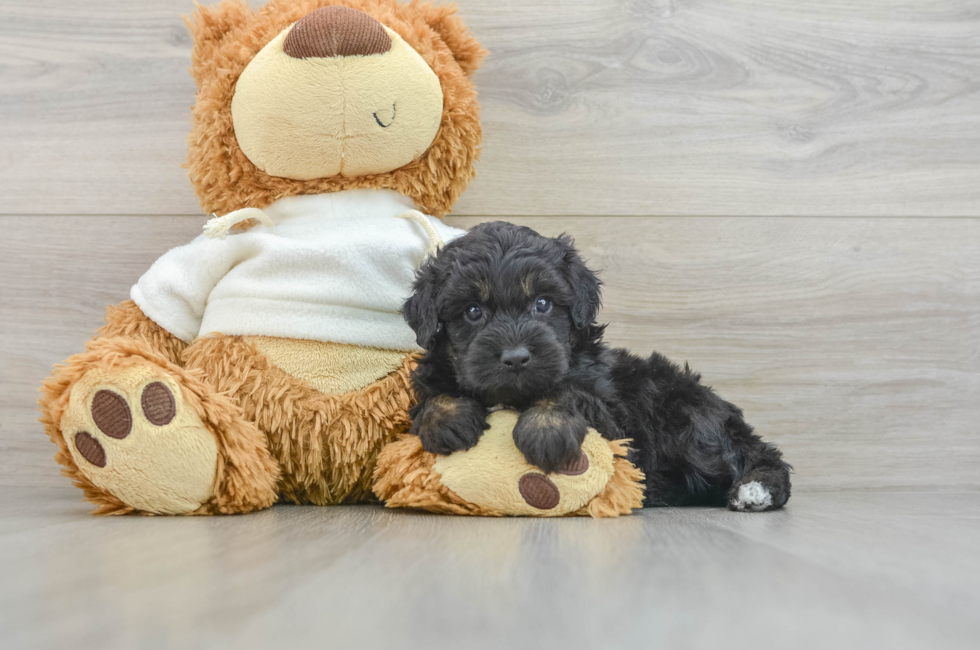 6 week old Mini Aussiedoodle Puppy For Sale - Lone Star Pups