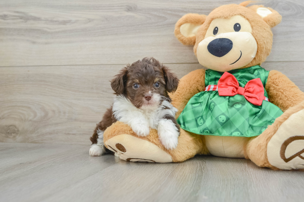 5 week old Mini Aussiedoodle Puppy For Sale - Lone Star Pups