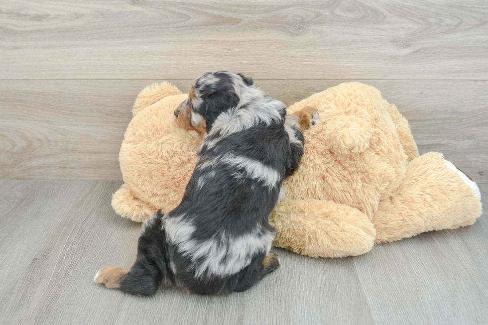 Mini Aussiedoodle Puppy for Adoption