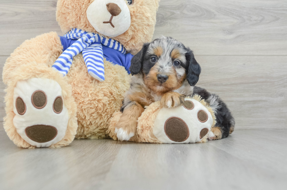 7 week old Mini Aussiedoodle Puppy For Sale - Lone Star Pups