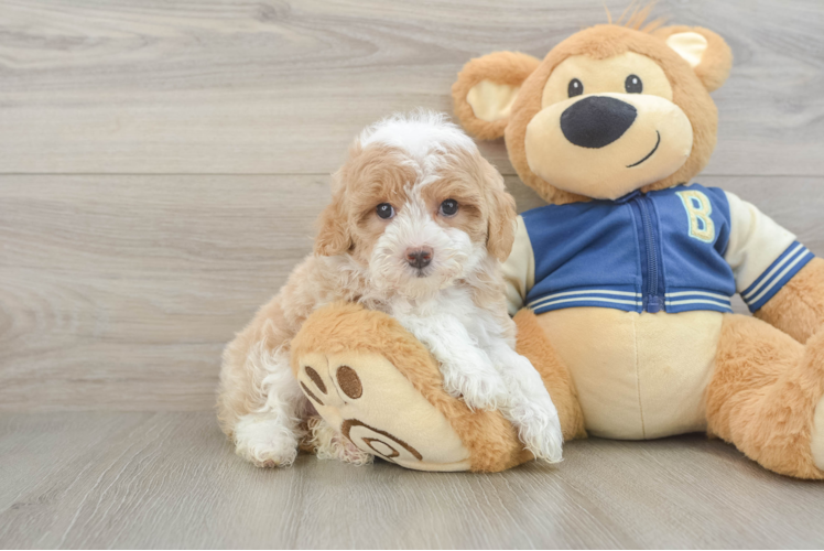 Small Mini Aussiedoodle Baby