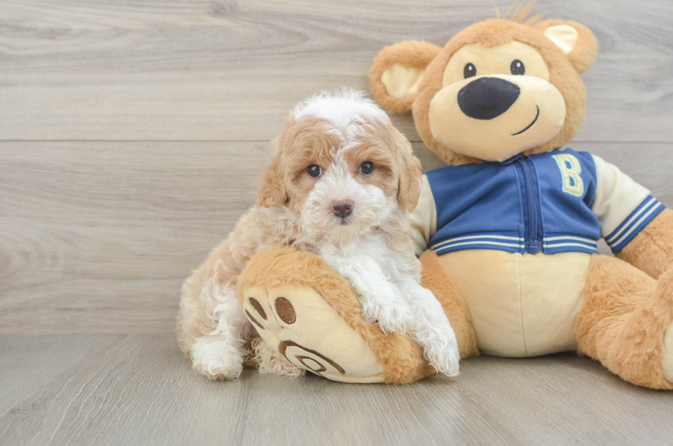 6 week old Mini Aussiedoodle Puppy For Sale - Lone Star Pups