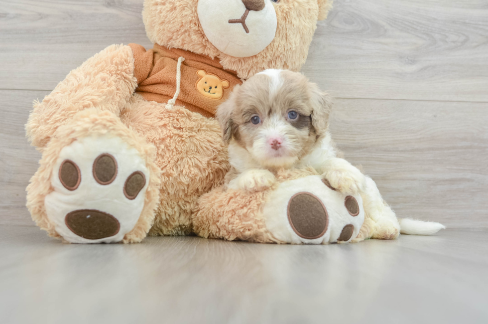 9 week old Mini Aussiedoodle Puppy For Sale - Lone Star Pups