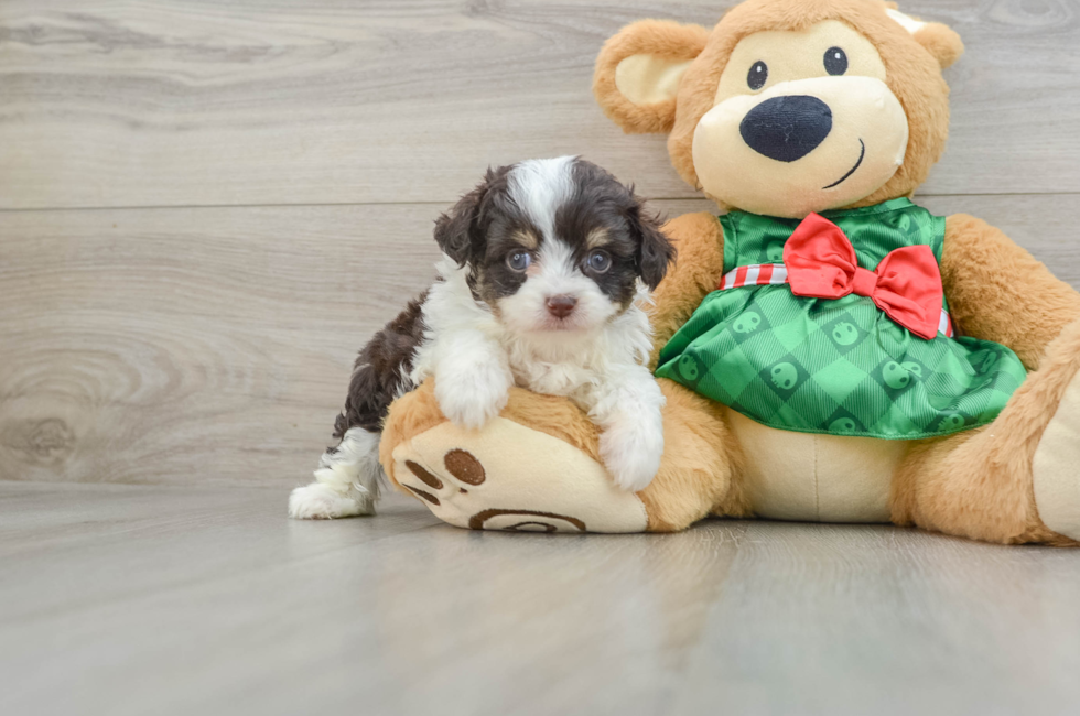 5 week old Mini Aussiedoodle Puppy For Sale - Lone Star Pups