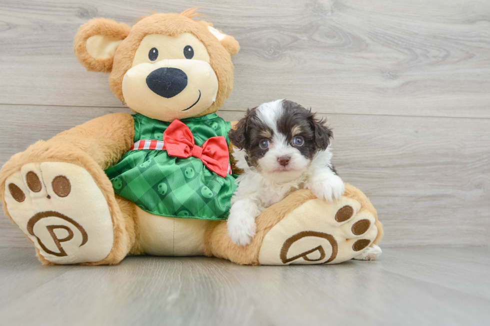 Mini Aussiedoodle Puppy for Adoption