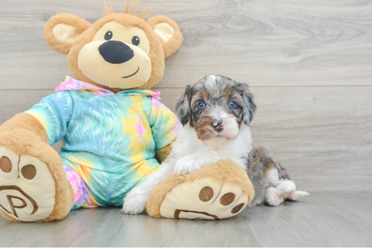 Cute Mini Aussiedoodle Baby