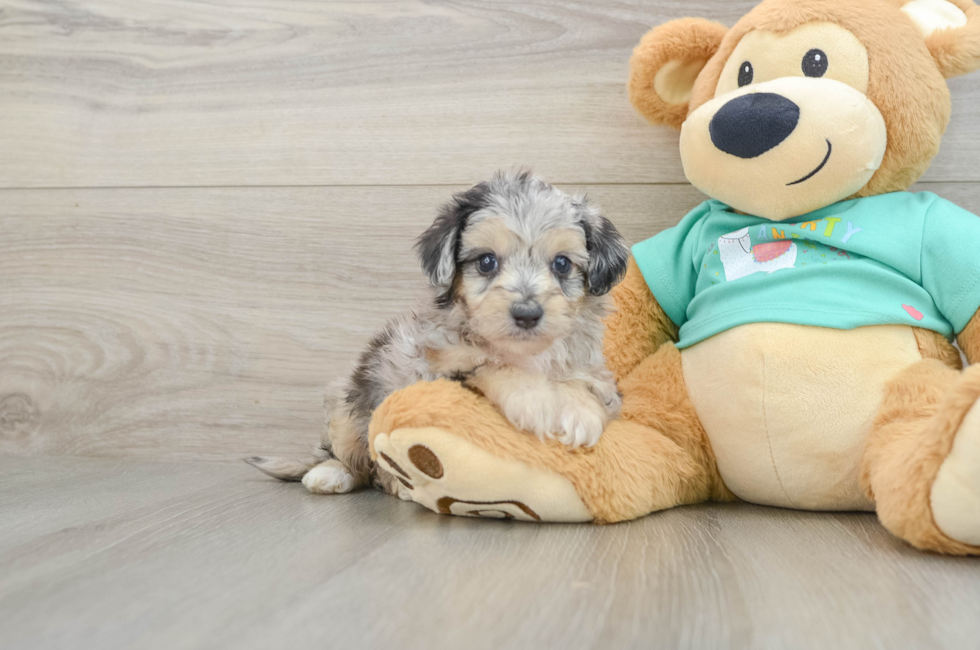 5 week old Mini Aussiedoodle Puppy For Sale - Lone Star Pups