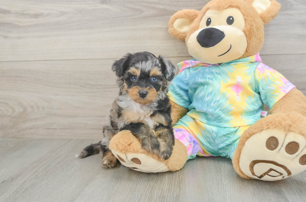 5 week old Mini Aussiedoodle Puppy For Sale - Lone Star Pups
