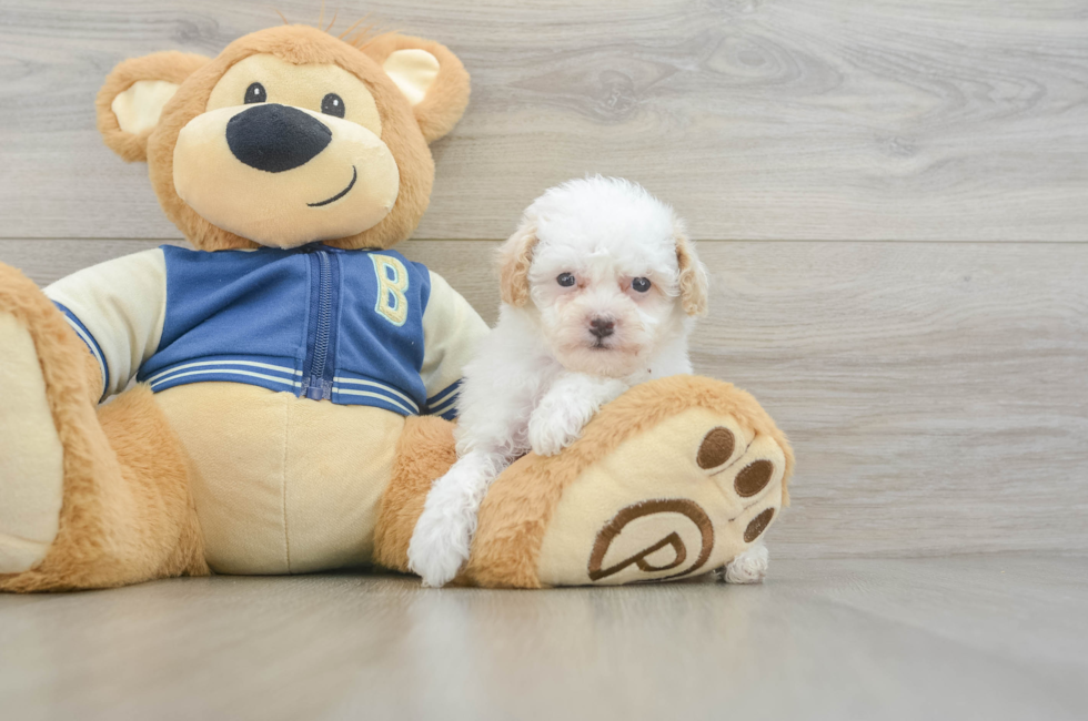 6 week old Mini Aussiedoodle Puppy For Sale - Lone Star Pups