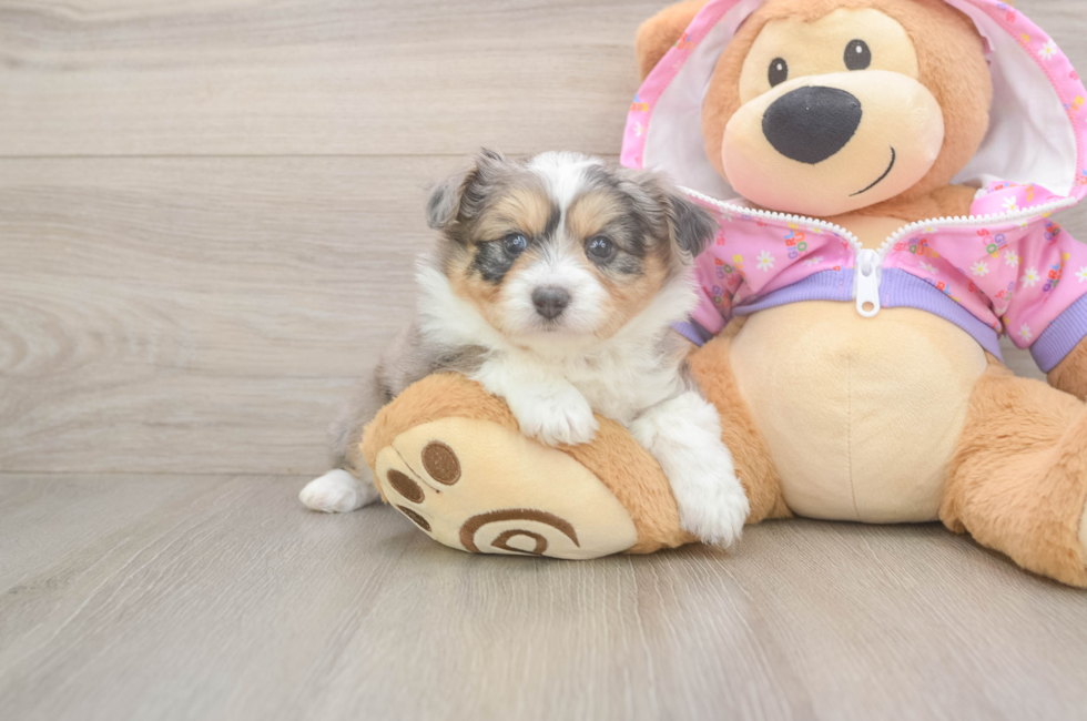 5 week old Mini Aussiedoodle Puppy For Sale - Lone Star Pups