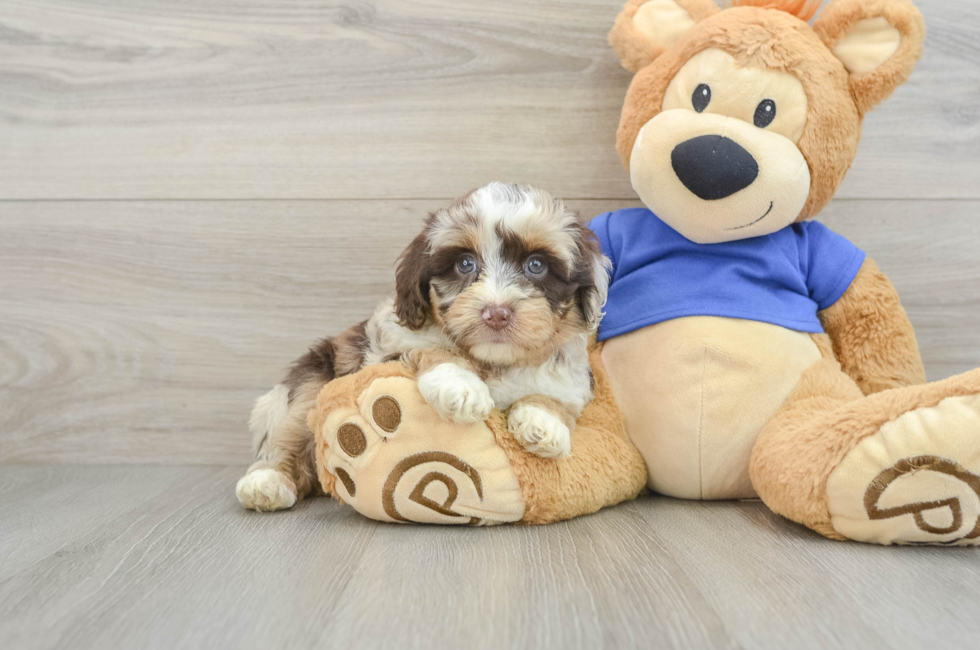 6 week old Mini Aussiedoodle Puppy For Sale - Lone Star Pups