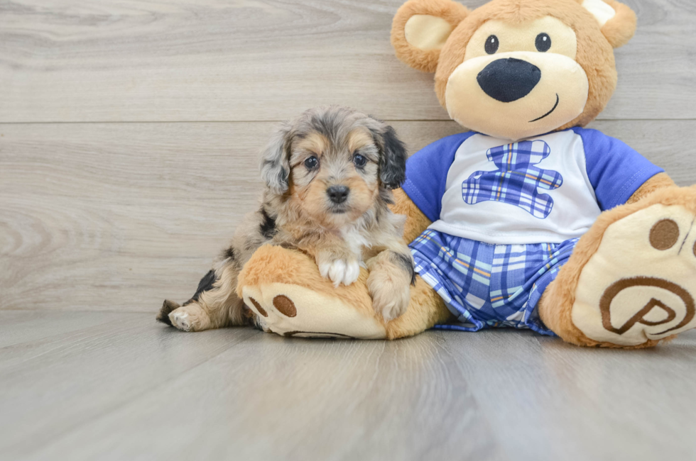 6 week old Mini Aussiedoodle Puppy For Sale - Lone Star Pups