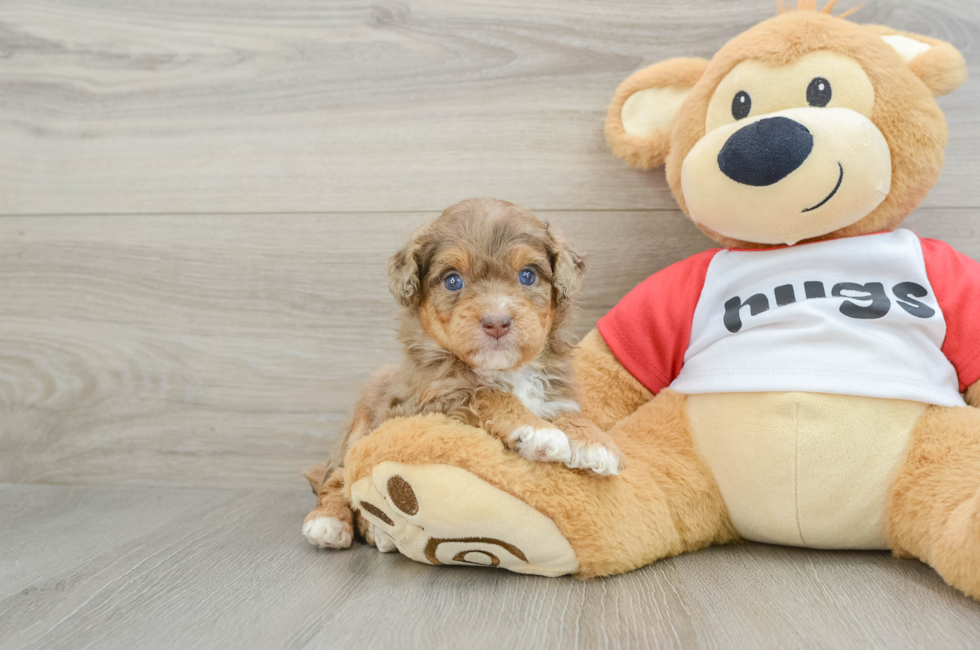 5 week old Mini Aussiedoodle Puppy For Sale - Lone Star Pups