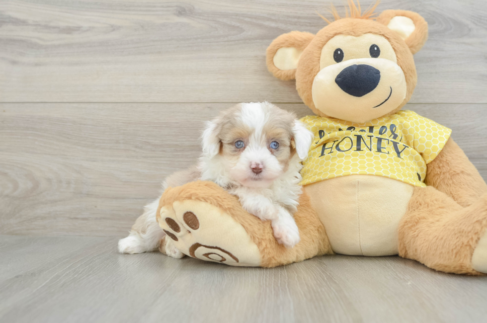 6 week old Mini Aussiedoodle Puppy For Sale - Lone Star Pups