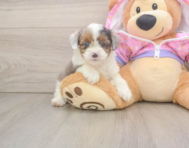 8 week old Mini Aussiedoodle Puppy For Sale - Lone Star Pups