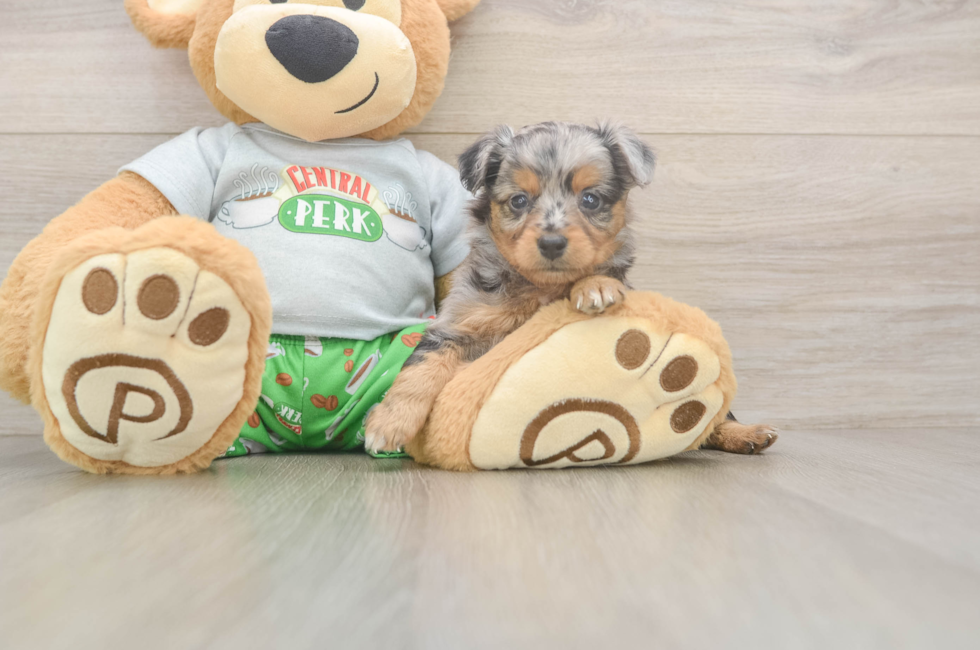 5 week old Mini Aussiedoodle Puppy For Sale - Lone Star Pups
