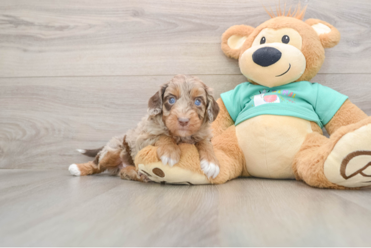 Happy Mini Aussiedoodle Baby